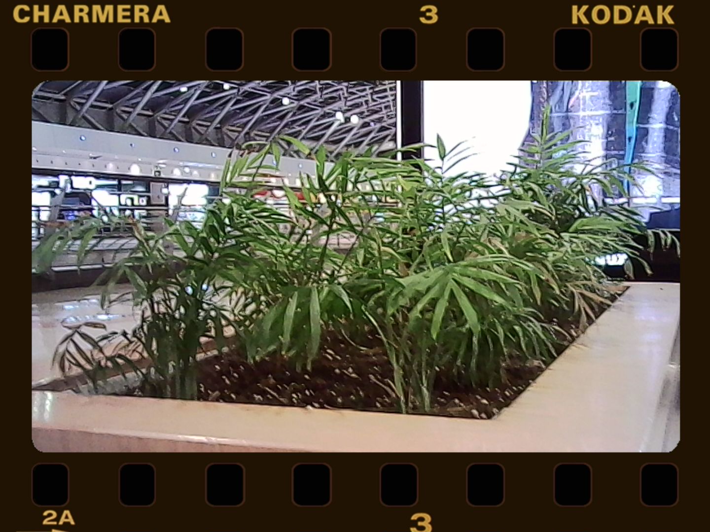 Kodak